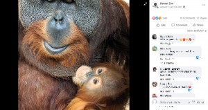 【海外発！Breaking News】急死したメスに代わり子育てするオス　オランウータンでは「珍しい」と動物園（米）