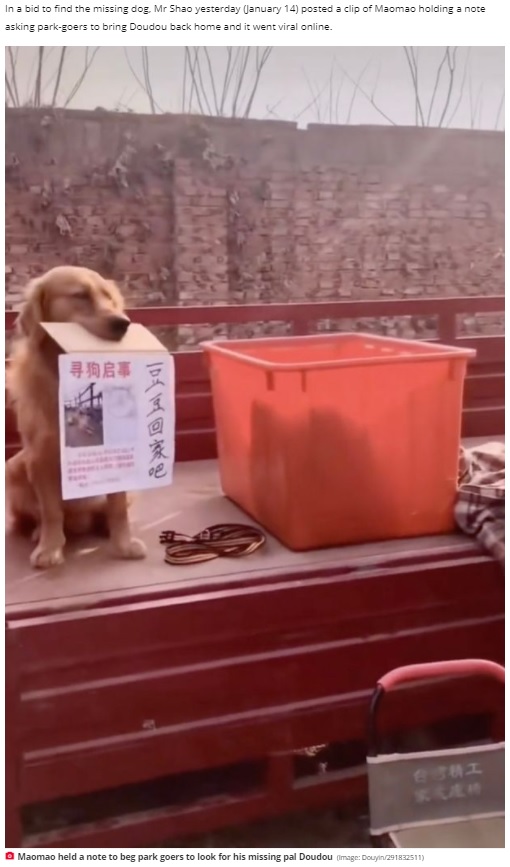 「ドウドウ帰ってきて」とかかれたメッセージをくわえて情報提供を募る犬（画像は『Daily Star　2020年1月15日付「Golden retriever ‘cries’ as he holds tragic note begging thieves to return friend」（Image: Douyin/291832511）』のスクリーンショット）