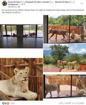 【海外発！Breaking News】野生保護区内の住宅でベランダにライオンの群れ「この家の警備は最強」（南ア）＜動画あり＞