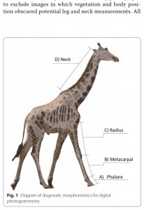 脚の長さが極端に短い“小人症”のキリン（画像は『Springer LINK　BMC Research Notes　2020年12月30日付「Skeletal dysplasia-like syndromes in wild giraffe」（Michael Butler Brown and Emma Wells）』のスクリーンショット）