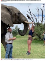 【海外発！Breaking News】ゾウの牙で懸垂した女性　非難殺到も「動物虐待だとは思わない」（南ア）