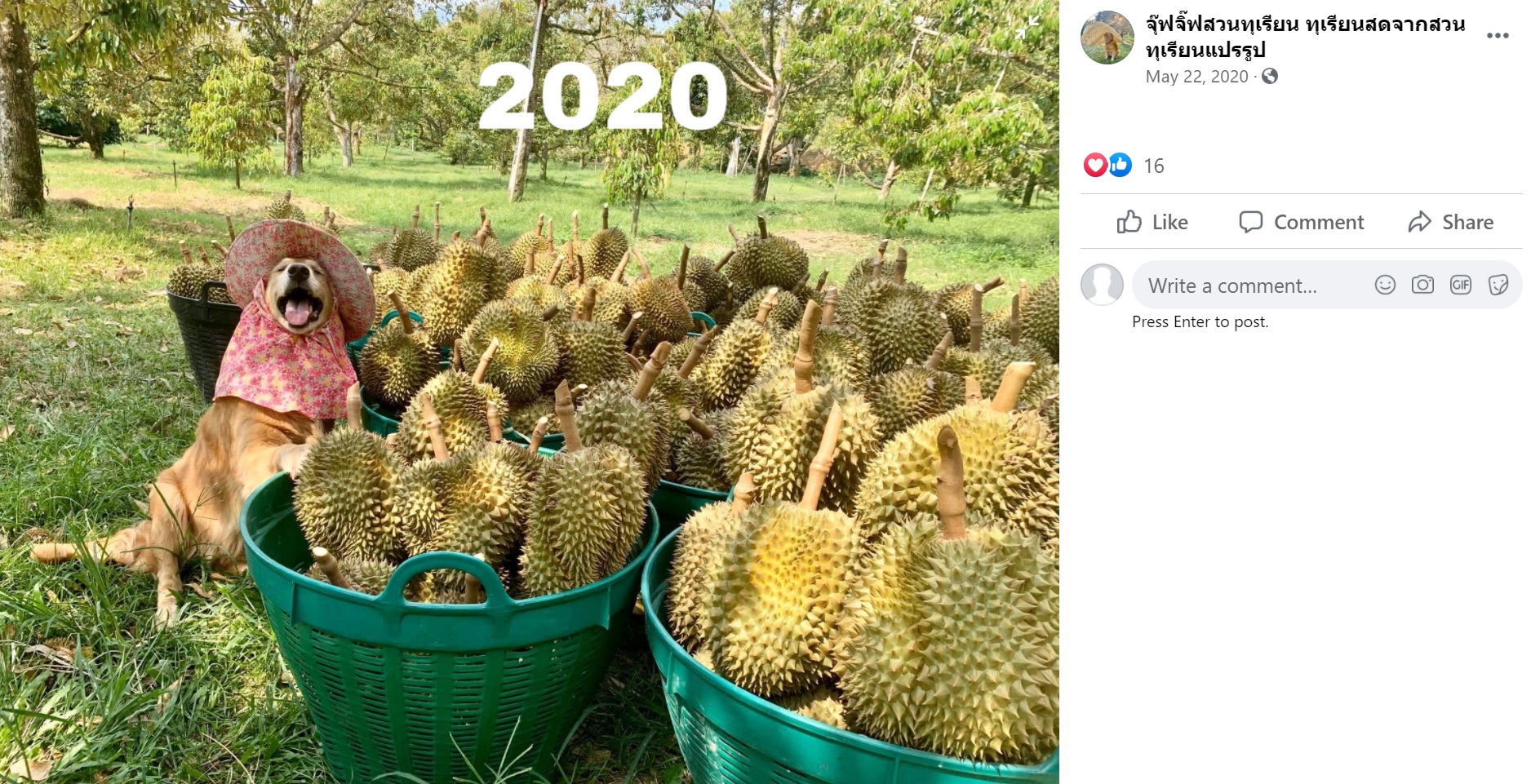 ドリアン農園で働くゴールデン・レトリバー（画像は『จุ๊ฟจิ๊ฟสวนทุเรียน ทุเรียนสดจากสวน ทุเรียนแปรรูป　2020年5月22日付Facebook』のスクリーンショット）