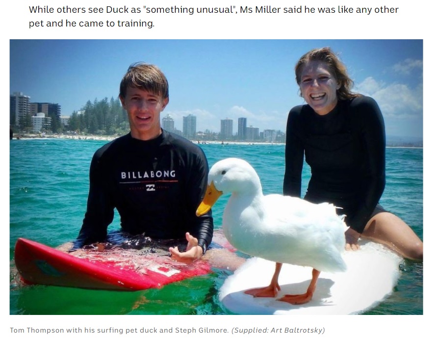 飼い主の親子とサーフィンを楽しむアヒル（画像は『ABC News　2021年1月20日付「Gold Coast surfing duck will ‘steal anyone’s board, even a world champion’s’」（Supplied: Art Baltrotsky）』のスクリーンショット）