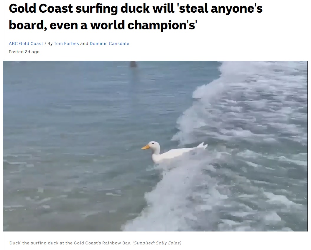 波に乗り、スムーズに浜辺へ戻ってくるダック（画像は『ABC News　2021年1月20日付「Gold Coast surfing duck will ‘steal anyone’s board, even a world champion’s’」（Supplied: Sally Eeles）』のスクリーンショット）