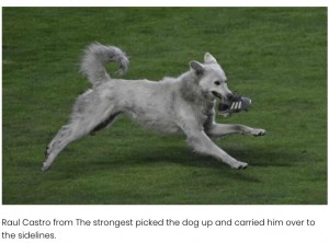 試合の最中に乱入した野良犬（画像は『Elite Readers　2021年1月5日付「Bolivian Soccer Player Adopts Stray Dog Who Interrupts Match」』のスクリーンショット）