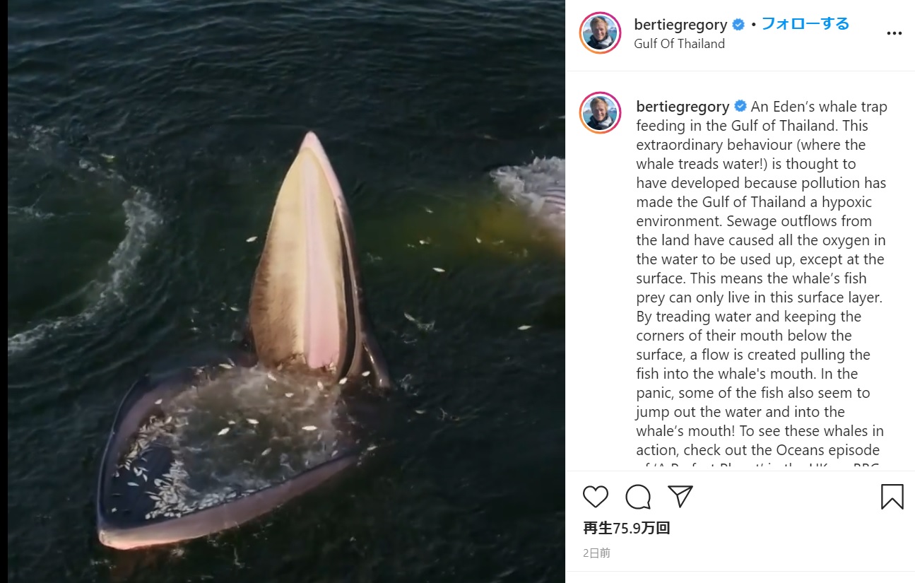 大きな口を開けるクジラ（画像は『Bertie Gregory　2021年1月13日付Instagram「An Eden’s whale trap feeding in the Gulf of Thailand.」』のスクリーンショット）