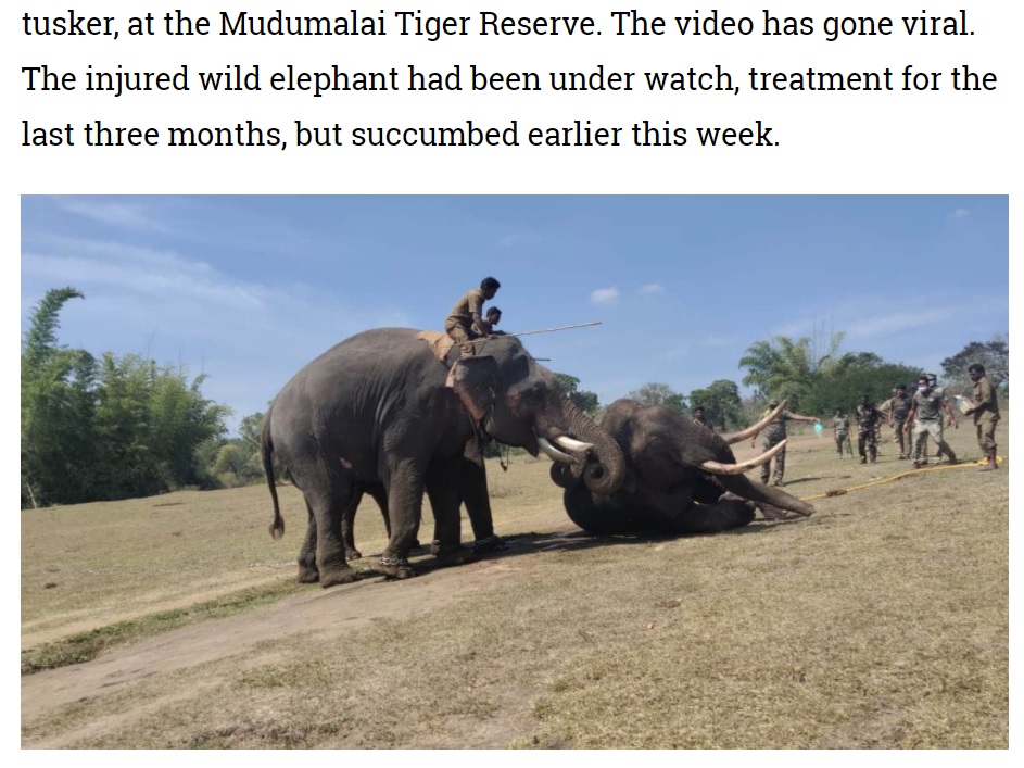 回復の兆しを見せるも、数日後には再び弱っていったゾウ（画像は『Zee News　2021年1月22日付「Injured wild elephant dies in Tamil Nadu’s Mudumalai Tiger Reserve, caretaker mourns loss」』のスクリーンショット）