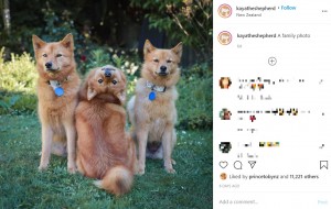 フィニッシュ・スピッツの家族（画像は『Kaya ＆ Ashleigh the human　2020年12月27日付Instagram「A family photo」』のスクリーンショット）
