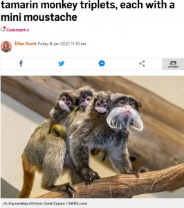 父親の背中にしがみつく子供たち（画像は『Metro　2021年1月8日付「Marvel at the cuteness of these tiny tamarin monkey triplets, each with a mini moustache」（Picture: Daniel Zupanc / SWNS.com）』のスクリーンショット）