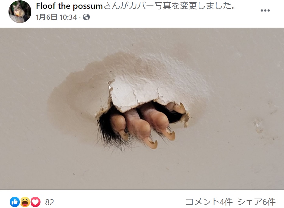 穴から飛び出たフラッフの足（画像は『Floof the possum　2021年1月6日付Facebook』のスクリーンショット）