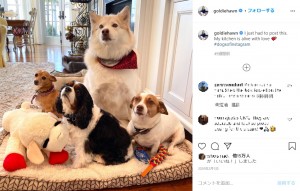 4匹が行儀よく並んだベストショット（画像は『Goldie Hawn　2020年1月31日付Instagram「I just had to post this.」』のスクリーンショット）