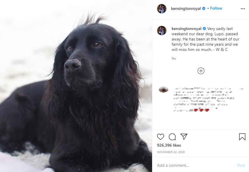 昨年11月に天国へと旅立った愛犬ルポ（画像は『Duke and Duchess of Cambridge　2020年11月22日付Instagram「Very sadly last weekend our dear dog, Lupo, passed away.」』のスクリーンショット）