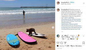 【海外発！Breaking News】ビーチで海水浴を楽しむコアラ、保護活動家も驚く「なぜこの海岸に？」（豪）＜動画あり＞