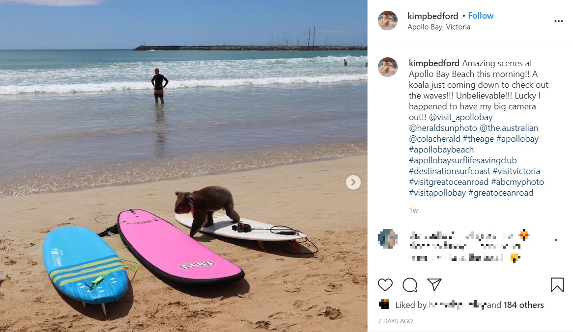 ビーチにやってきたコアラに海水浴客ら「サーフィンでもしたのかな？」とジョーク飛び交う（画像は『Kim Bedford　2020年12月29日付Instagram「Amazing scenes at Apollo Bay Beach this morning!!」』のスクリーンショット）