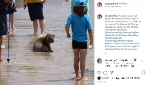 波打ち際に腰を下ろして涼むコアラ（画像は『Kim Bedford　2020年12月29日付Instagram「Amazing scenes at Apollo Bay Beach this morning!!」』のスクリーンショット）