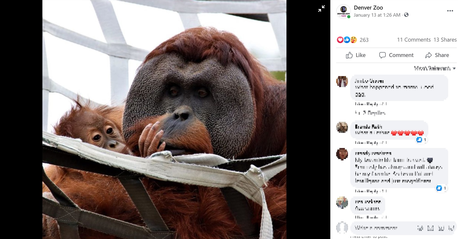 ベラニに甘えるセラ（画像は『Denver Zoo　2021年1月13日付Facebook「For everyone wondering how our little Cerah is doing」』のスクリーンショット