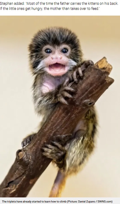 体長5センチながらも白い髭はしっかり生えているエンペラータマリンの子供（画像は『Metro　2021年1月8日付「Marvel at the cuteness of these tiny tamarin monkey triplets, each with a mini moustache」（Picture: Daniel Zupanc / SWNS.com）』のスクリーンショット）