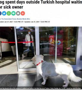 病院の中の様子をうかがうボンジュク（画像は『WGNTV.com　2021年1月21日付「Dog spent days outside Turkish hospital waiting for sick owner」（AP）』のスクリーンショット）