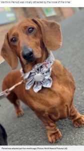 約4か月前にデイビーさん一家のもとにやってきたペルノ（画像は『Metro　2021年1月13日付「Sausage dog loves to do press-ups alongside her owner」（Picture: North News ＆ Pictures Ltd）』のスクリーンショット）