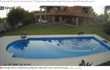 【海外発！Breaking News】プールで溺れる盲目のピットブルを助けた仲良し犬（アルゼンチン）＜動画あり＞