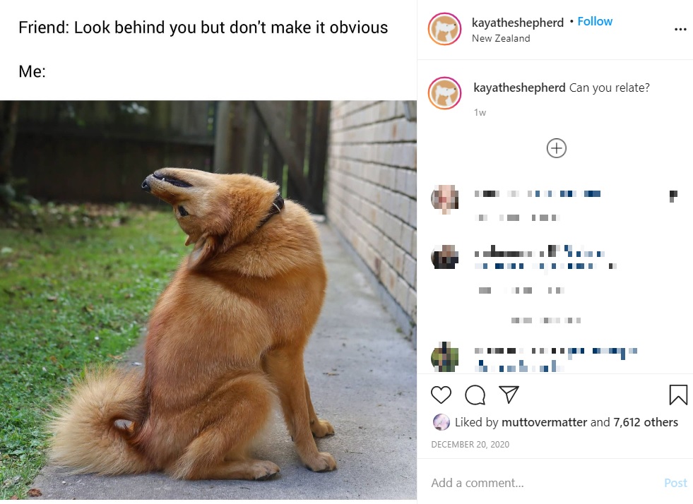 得意げに頭を後ろに反らす犬（画像は『Kaya ＆ Ashleigh the human　2020年12月20日付Instagram「Can you relate?」』のスクリーンショット）