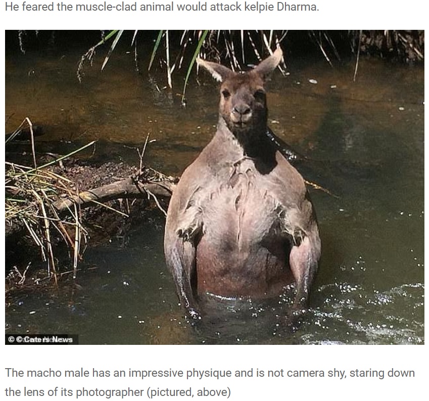 隆々とした筋肉を見せつけるように佇むカンガルー（画像は『BBC Gossip　2021年1月19日付「The terrifying moment a hulking kangaroo with muscular biceps and torso is spotted by dog walker」（Caters News）』のスクリーンショット）