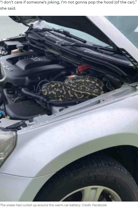 サオリさんの車のボンネットにはカーペットニシキヘビが！（画像は『7NEWS.com.au　2021年1月26日付「‘IN AROUND ENGINE’: Woman makes deadly discovery after stranger’s note raises alarm」（Credit: Facebook）』のスクリーンショット）