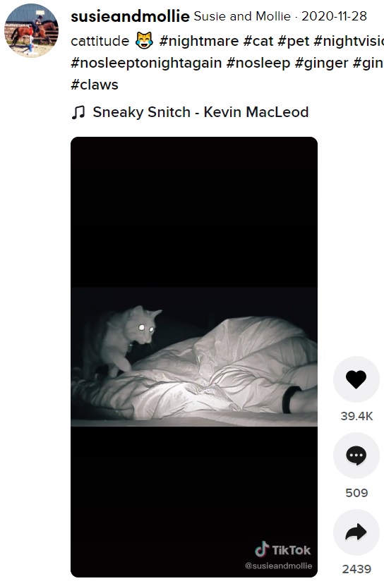 スージーさんが就寝するとベッドにやって来るジンジャー（画像は『susieandmollie　2020年11月28日付TikTok「cattitude」』のスクリーンショット）