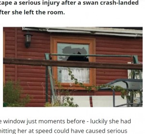 白鳥が突き破った窓（画像は『RSPCA　2021年1月19日付「Swan crash lands through window」』のスクリーンショット）