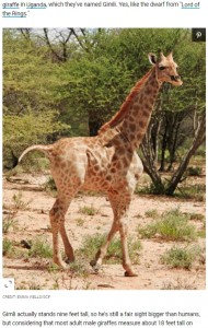 見た目は小さいが、今のところ健康に問題はないという（画像は『Travel + Leisure　2021年1月7日付「Take a Minute and Enjoy This Tiny Dwarf Giraffe Named Gimli」（CREDIT: EMMA WELLS/GCF）』のスクリーンショット）