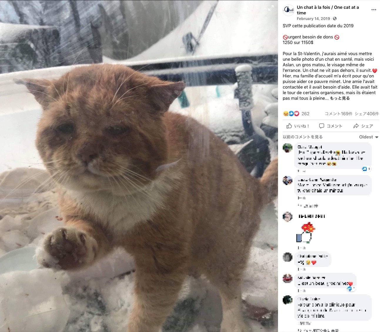 窓をノックするように引っ掻き、助けを求める猫（画像は『Un chat à la fois / One cat at a time﻿　2019年2月14日付Facebook「SVP cette publication date du 2019」』のスクリーンショット）