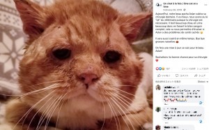 どことなく悲しそうな表情の猫（画像は『Un chat à la fois / One cat at a time　2019年2月26日付Facebook「Aujourd’hui, notre beau pacha Aslan subira sa chirurgie dentaire.」』のスクリーンショット）