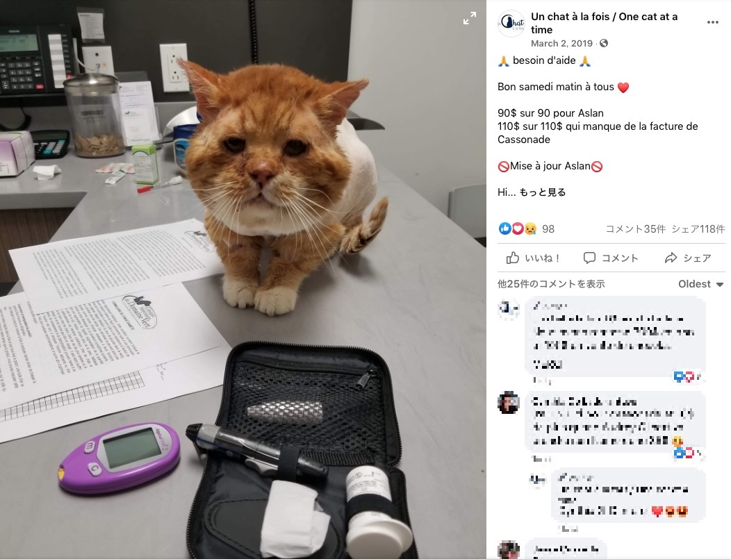 治療中も喉を鳴らして甘えるアスラン（画像は『Un chat à la fois / One cat at a time　2019年3月2日付Facebook「besoin d’aide」』のスクリーンショット）