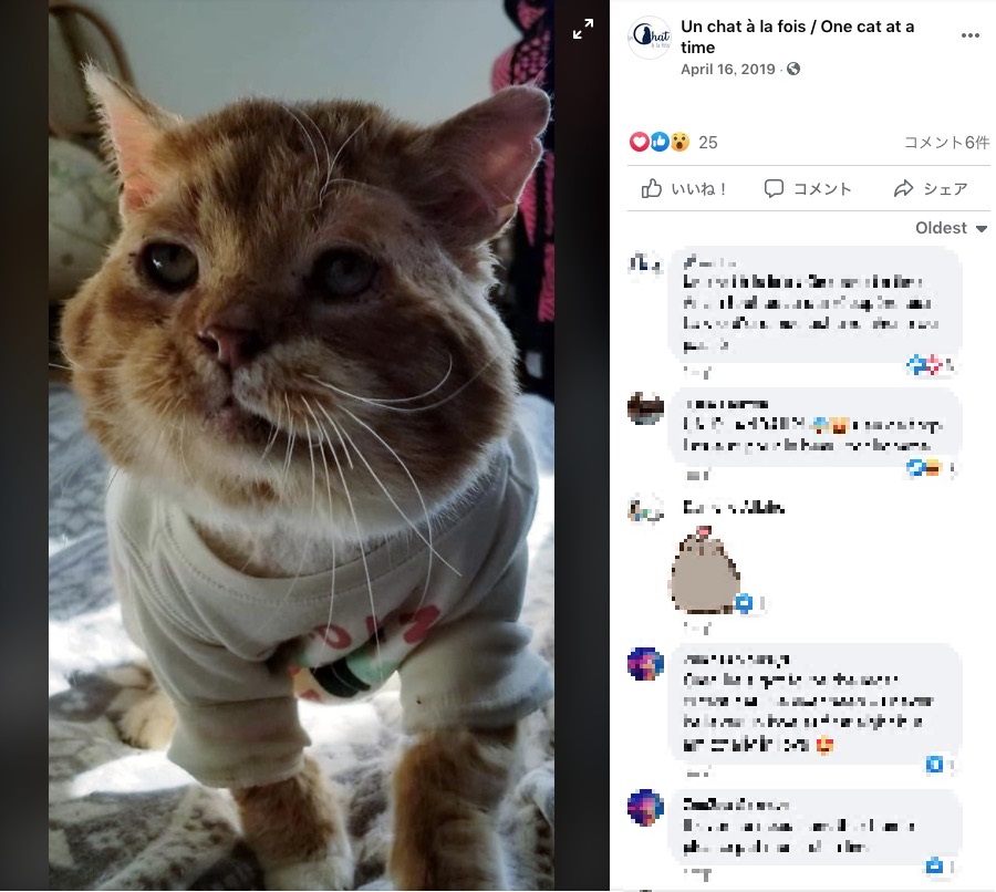 体調が改善しつつあるアスラン（画像は『Un chat à la fois / One cat at a time　2019年4月16日付Facebook』のスクリーンショット）