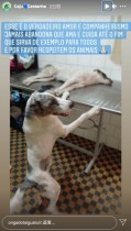 【海外発！Breaking News】事故で怪我をした仲間に一晩中寄り添う犬、治療中も離れず（ブラジル）