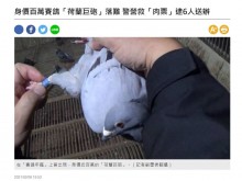 【海外発！Breaking News】レース鳩を狙う誘拐犯6人逮捕　その価値370万円のサラブレッド鳩を保護（台湾）