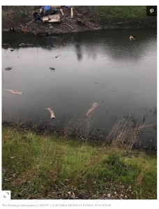 通報者によって警察が駆けつける騒ぎに（画像は『People.com 2021年2月16日付「Floating Mannequin Limbs Mistaken for Human Bodies in Northern Calif. Canal: ‘Only in Stockton’」（CREDIT: CALIFORNIA HIGHWAY PATROL STOCKTON）』のスクリーンショット）