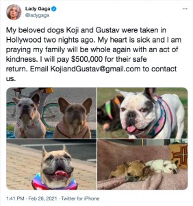 愛犬の無事を祈るレディー・ガガ（画像は『Lady Gaga　2021年2月26日付Twitter「My beloved dogs Koji and Gustav were taken in Hollywood two nights ago.」』のスクリーンショット）
