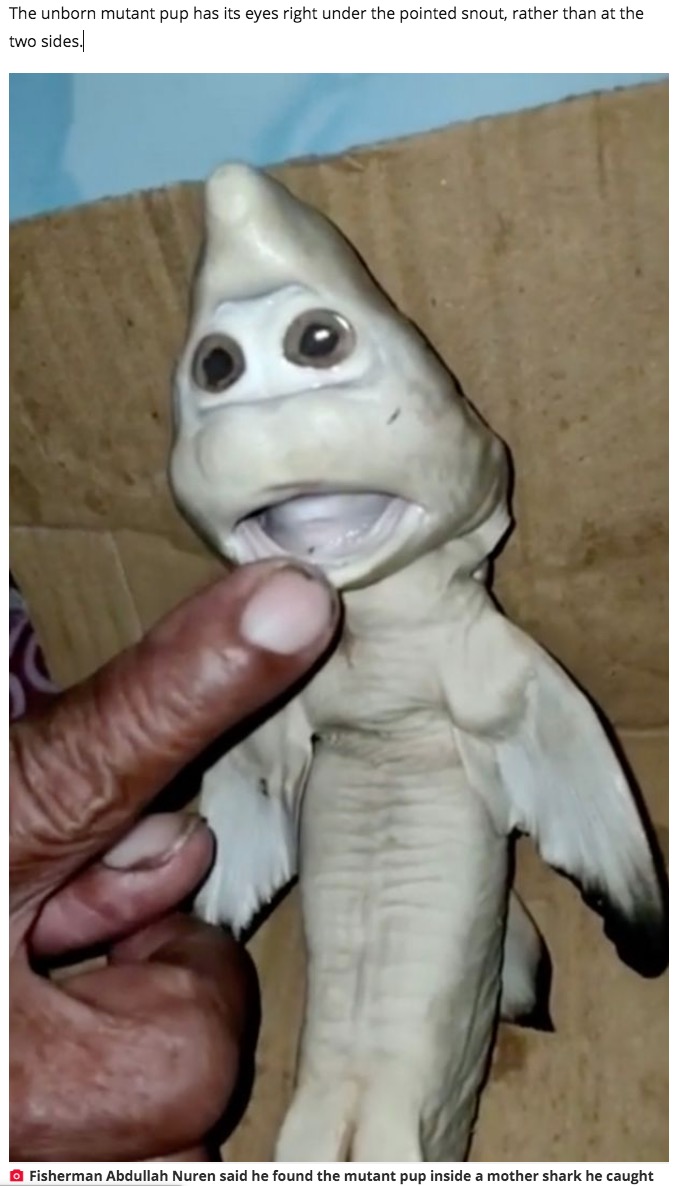 母サメの腹部にいた胎児（画像は『Daily Star　2021年2月23日付「Mutant baby shark with human face found in mother’s belly stuns fisherman」（Image: Viral Press）』のスクリーンショット）