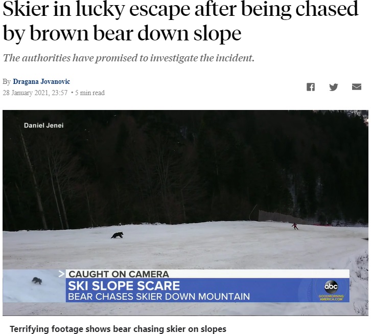 スキー場に突然現れたヒグマ（画像は『ABC News　2021年1月28日付「Skier in lucky escape after being chased by brown bear down slope」（Courtesy Daniel Jenei）』のスクリーンショット）