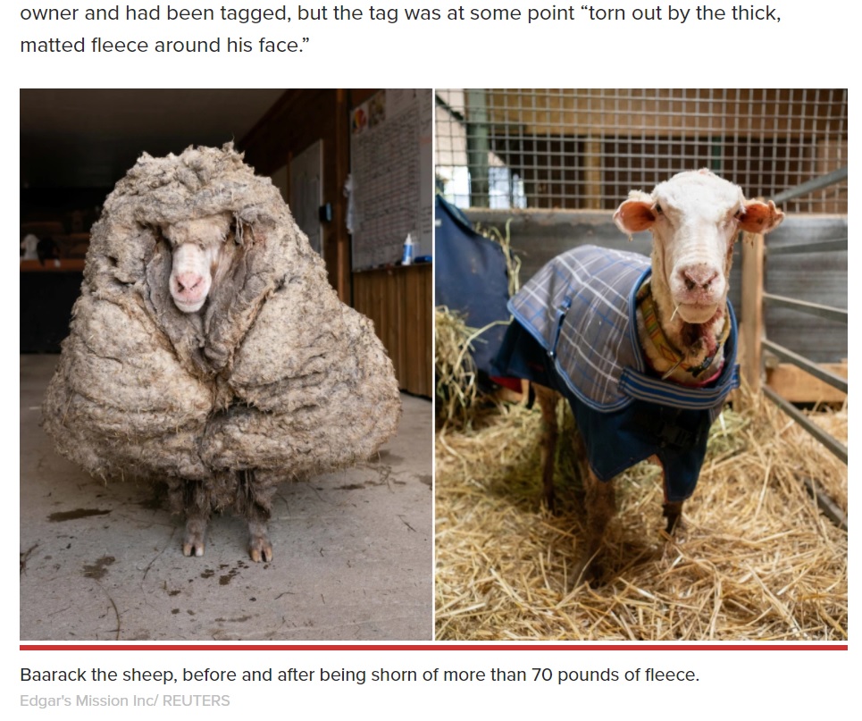 35キロの体毛をまとっていた野生の羊（画像は『New York Post　2021年2月24日付「‘He could barely see’: Sheep saved from 77 pounds of matted fleece」（Edgar’s Mission Inc/ REUTERS）』のスクリーンショット）