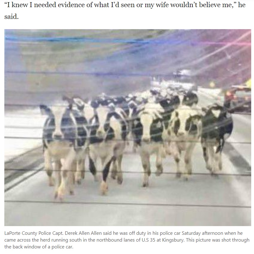 牛の群れを先導するようにパトカーを走らせたデレクさん（画像は『madison.com　2021年2月8日付「Watch now: 75 cows flee Northwest Indiana farm, stampede miles across major highways」（Provided）』のスクリーンショット）