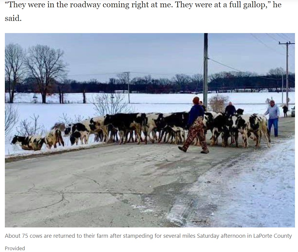 牛はボランティアや消防隊の協力で無事に道路から降ろされた（画像は『madison.com　2021年2月8日付「Watch now: 75 cows flee Northwest Indiana farm, stampede miles across major highways」（Provided）』のスクリーンショット）