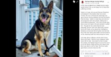 【海外発！Breaking News】脳卒中で倒れた飼い主、数か月前に保護した愛犬の機転で命を救われる（英）