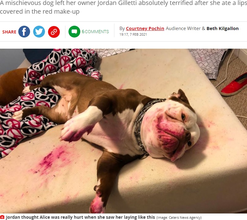 飼い主を仰天させたオールディ・イングリッシュ・ブルドッグ（画像は『Mirror　2021年2月7日付「Dog gives owner ‘fright of life’ after she finds her ‘playing dead’ covered in red」（Image: Caters News Agency）』のスクリーンショット）