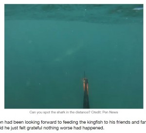 近くにサメがいるが、水中でその姿を確認することは難しい（画像は『LADbible　2021年2月4日付「Video Captures Shark Almost Biting Teen’s Hand Off While Spearfishing」（Credit: Pen News）』のスクリーンショット）