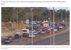 1匹のコアラが原因で衝突事故が発生し渋滞に（画像は『9News　2021年2月8日付「Koala causes peak hour chaos at Adelaide freeway」（9News）』のスクリーンショット）