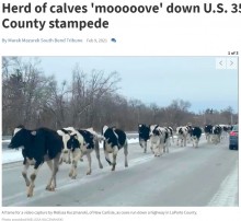 【海外発！Breaking News】牧場から逃げ出した75頭の牛が国道を激走　目撃者「牛たちの目は輝いていた」（米）