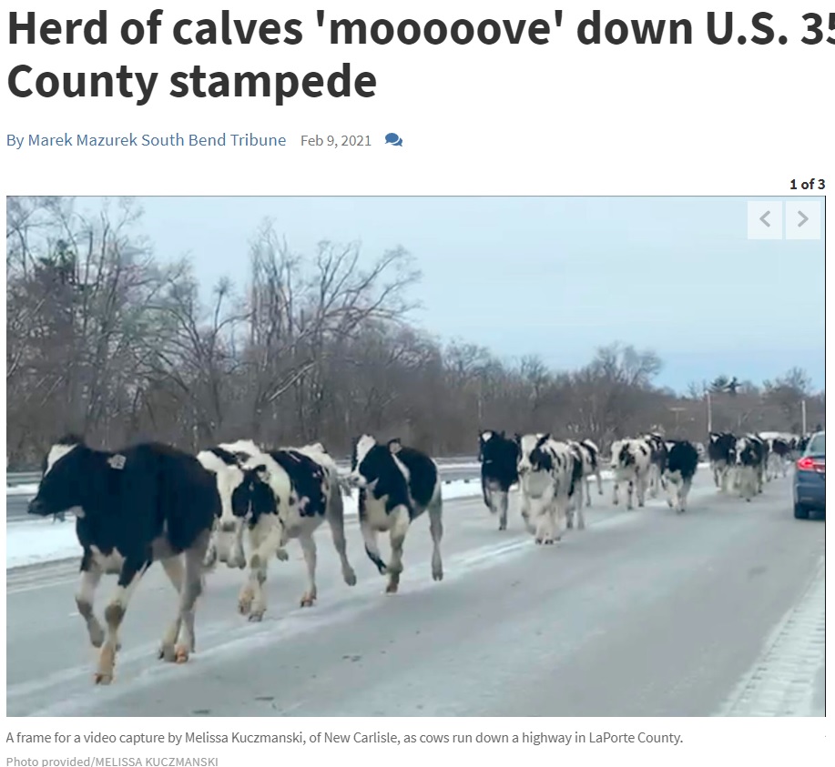 75頭の牛が片側2車線の国道を駆ける（画像は『southbendtribune.com　2021年2月9日付「Herd of calves ‘mooooove’ down U.S. 35 in LaPorte County stampede」（Photo provided: MWLISSA KUCZMANSKI）』のスクリーンショット）