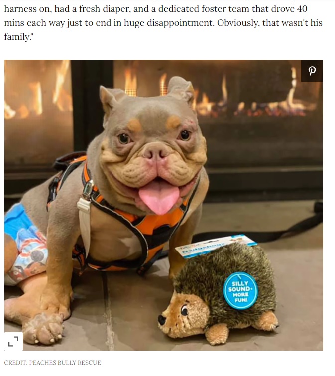 生まれつき二分脊椎症と内反尖足を抱える子犬（画像は『People.com　2021年1月29日付「Special Needs Dog Was Stood Up by His Adopters, Now Hundreds Want to Give Him a Home」（CREDIT: PEACHES BULLY RESCUE）』のスクリーンショット）